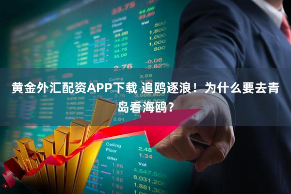 黄金外汇配资APP下载 追鸥逐浪！为什么要去青岛看海鸥？